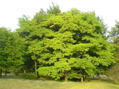 cvety06.JPG