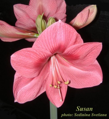 Susan2.jpg