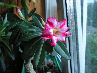 2007_07_03-016.jpg
