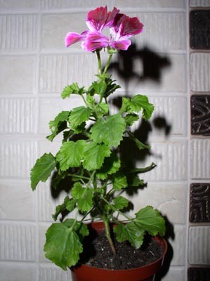 P1010018-.jpg