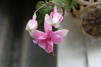 IMG_8928.jpg