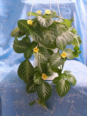Yellow-Mist.jpg