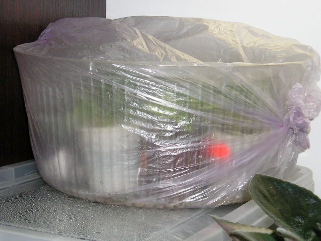 P1010045.JPG