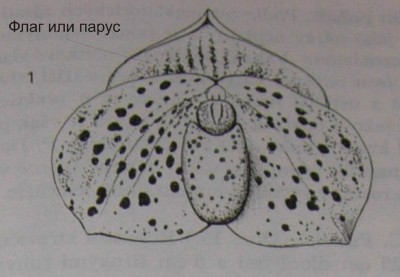 DSCN0091копирование.jpg