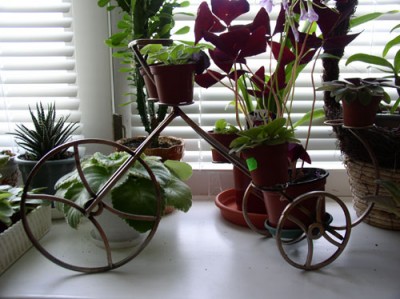 P1010024-.jpg
