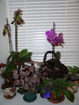 P1010034-.jpg