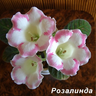Rozalinda.jpg