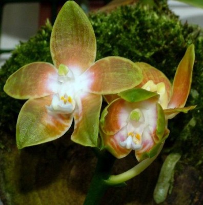 PhalaenopsisVenosaMV043.jpg