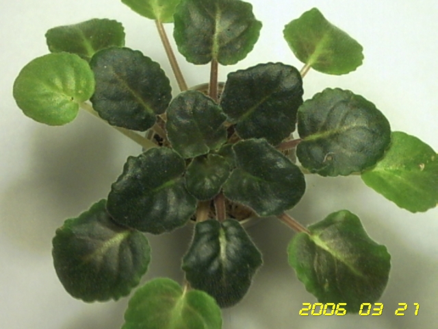 PICT0101.jpg