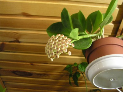 pachyclada_sm.jpg