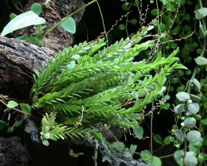 Appendicula elegans