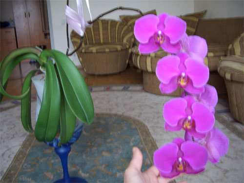 CIMG0005-1.jpg