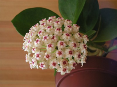 pachyclada_1.jpg