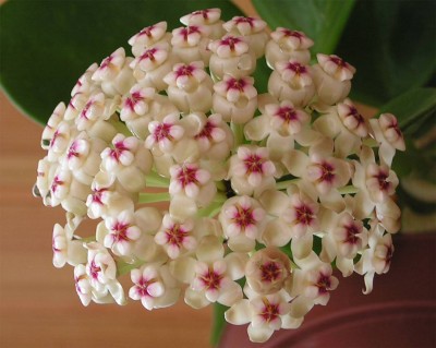 pachyclada_3.jpg