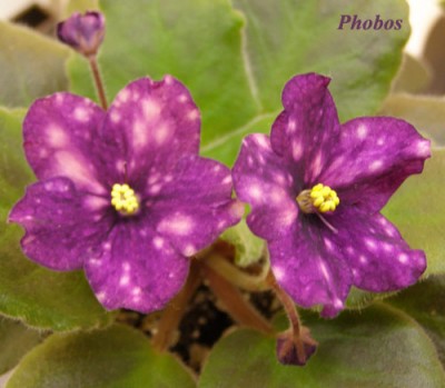 phobos.jpg