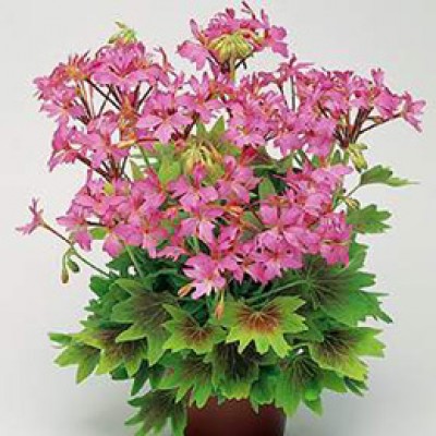 geranium.jpg