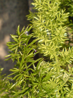 DSC00474.jpg