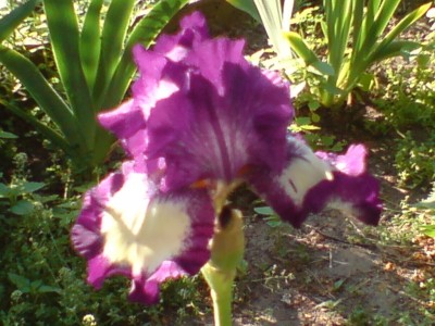 DSC00305.JPG