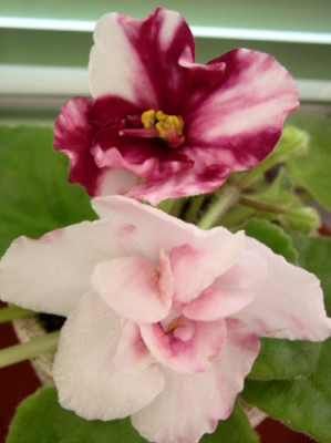 P1010011-.jpg