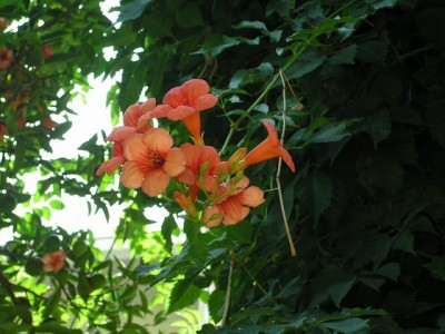 PICT0489_sm.jpg