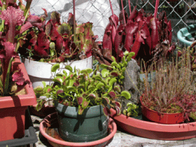 flytrap-0804.gif