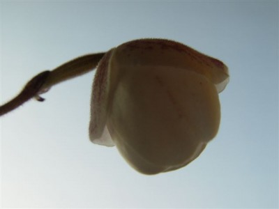 103.jpg