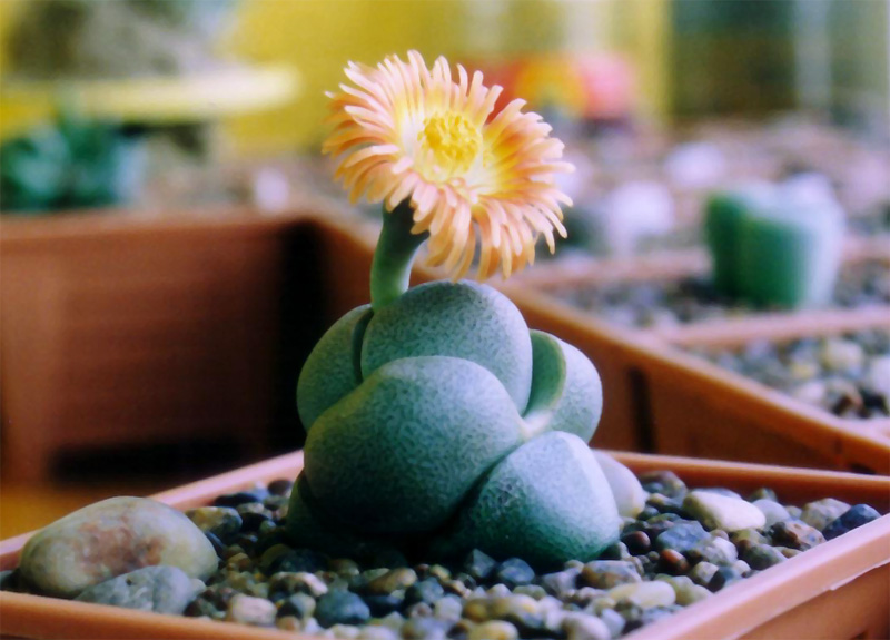 Pleiospilos.jpg
