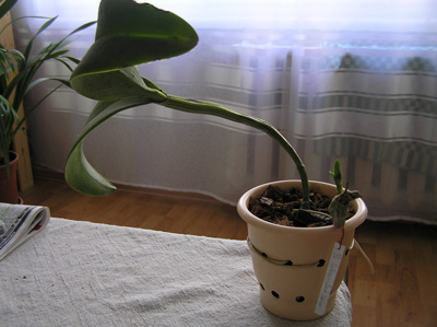 BLC-1.jpg