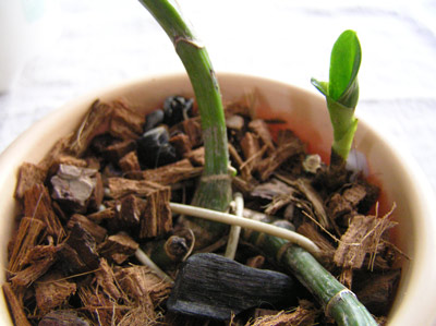 BLC-2.jpg