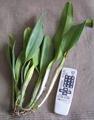 potinara-1.jpg