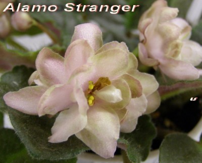 Alamo Sranger, как все зеленоцветковые - очень долго держатся цветы