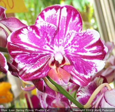 Dtps_EverSpringPrince_PrettyCat_Free_5.jpg