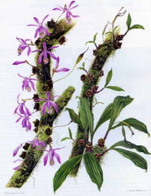 pleione-praecox.jpg