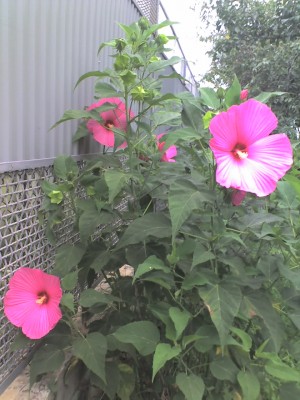 28-08-07_1125.jpg