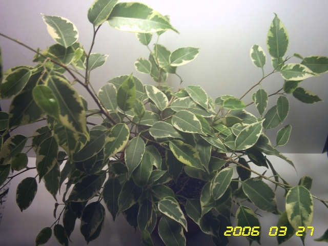 PICT0028.jpg