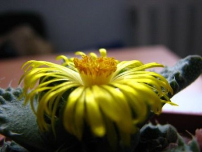 faucaria_1.jpg