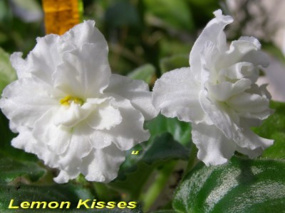 Lemon Kisses2.jpg