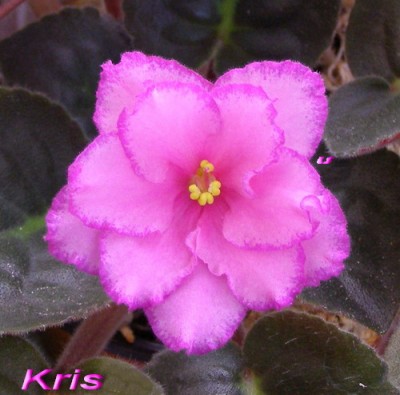 Kris1.jpg