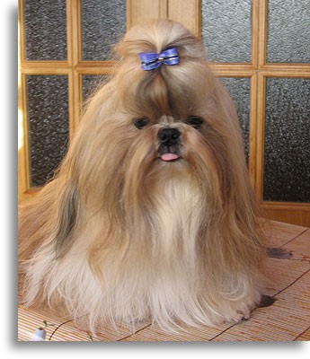 shih1751.jpg