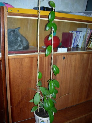 009.jpg