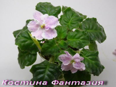 2Фантазия.jpg