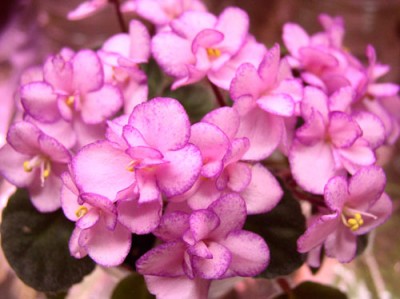 NessPinkConfetti.jpg