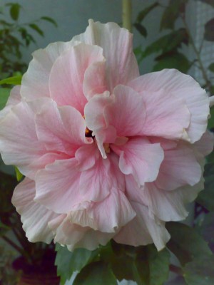 Double Pink-1.JPG