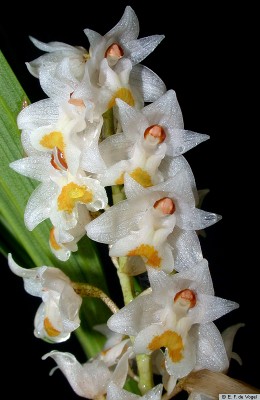 Pholidota_sulcata.jpg