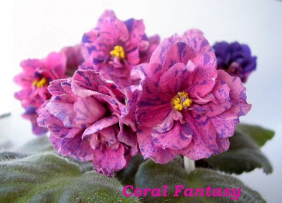 Coral Fant..jpg