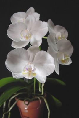 amabilis.jpg