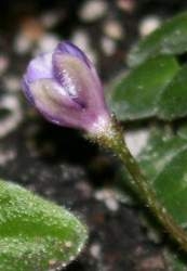IMG_1334_sm.JPG