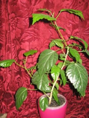 IMG_0026.jpg