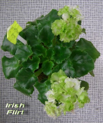 Irish Flirt.jpg