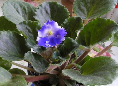 P1010015.jpg